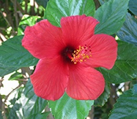 Red Hibiscus