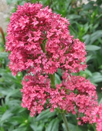 Red Valerian