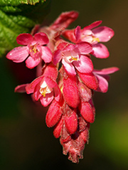 Ribes