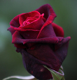 Deep Secret Rose