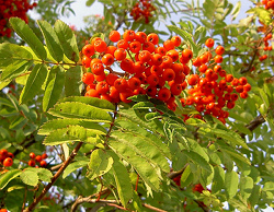 Rowan Tree