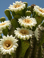 Saguaro