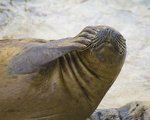 Sea Lion