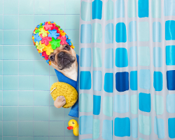 Dog in Shower