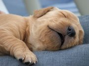 Sleeping Puppy