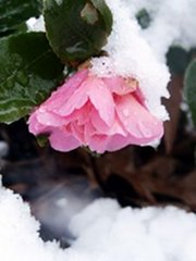 Snowy Rose