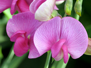 Sweet Pea
