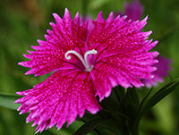 Sweet William
