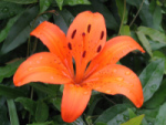 Tiger Lily