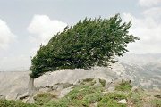 Bending Tree