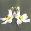 Gentian