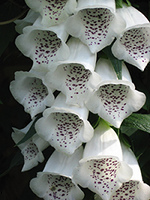 White Foxglove