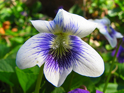 Wild Violet