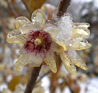 Wintersweet