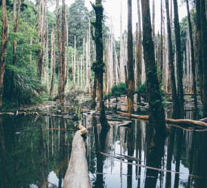 Amazon Rainforest