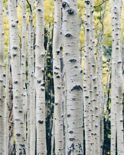 Aspen