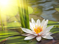 Lotus and Light