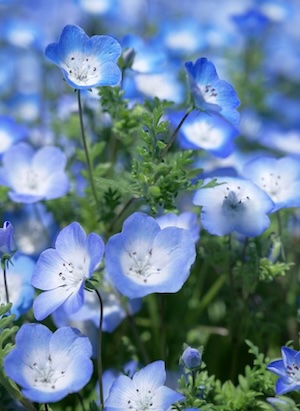 baby-blue-eyes image