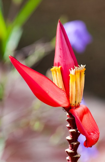banana-flower image