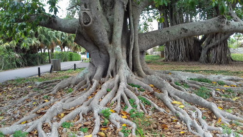 Banyan Tree
