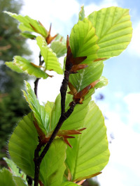 Beech