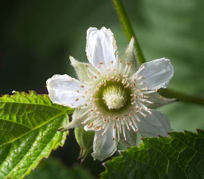 blackberry-flower image