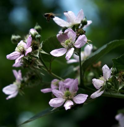 blackberry-flowers image
