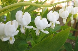 Bleeding Heart