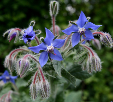 Borage