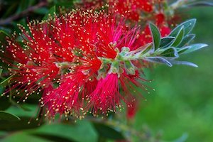 bottlebrush-red image