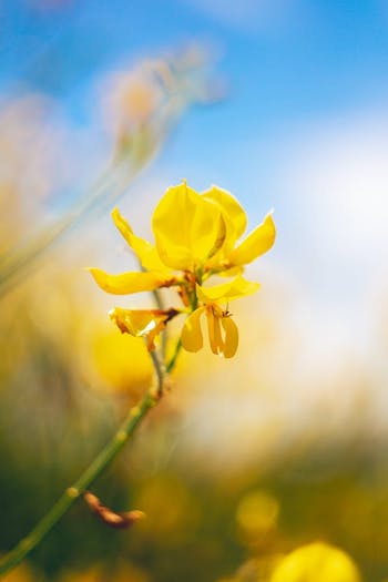 broom-flower image