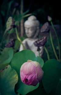 Buddha and Flower