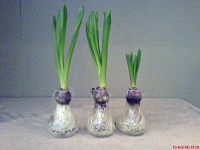 Bulbs in Different Water