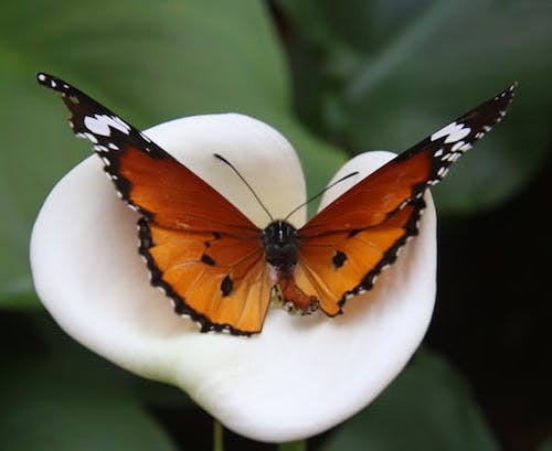 butterfly-orange-white-lily image