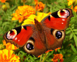 Butterfly 