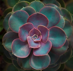 cactus-geometry image