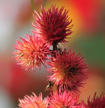 castor-oil-plant image