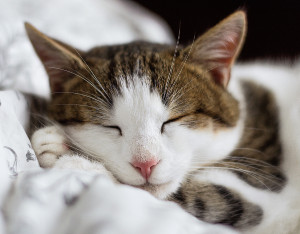Cat Sleeping