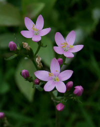 Centaury