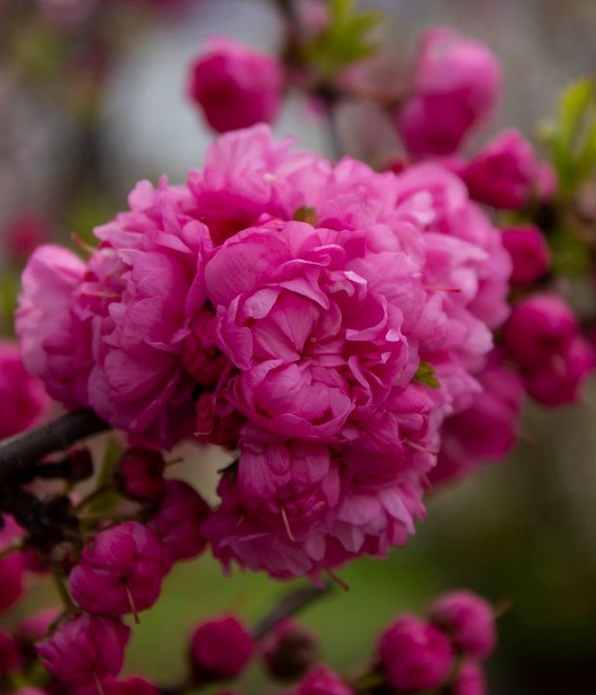 cherry-blossom-dark-pink image