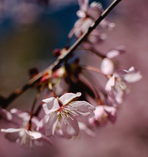 cherry-blossom1 image