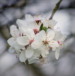 Cherry Plum