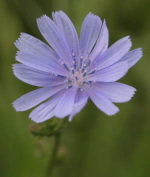 Chicory