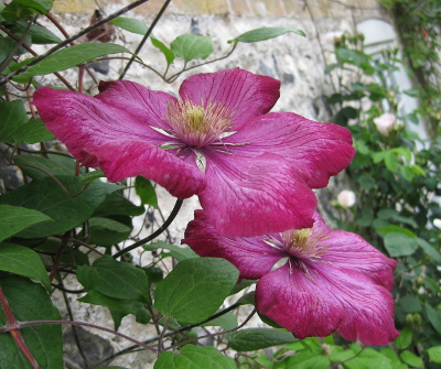 clematis400 image