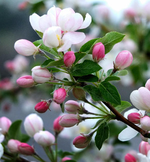 Crab Apple
