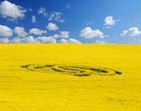cropcircleyellow image