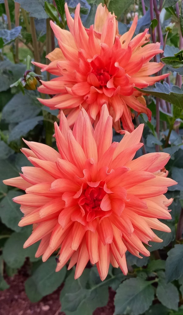 dahlias-orange image