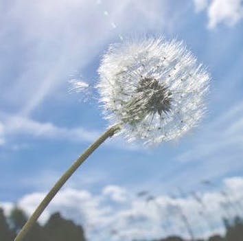 dandelion-clock image