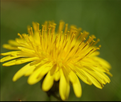 dandelion400 image