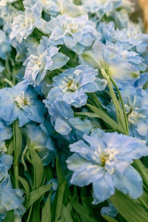 delphinium-close-up image